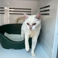 DUCHESSE, chatte à adopter