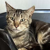 TAIGA, chat à adopter