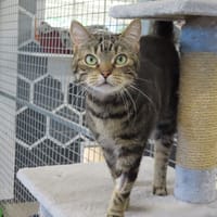 mimie, chatte à adopter