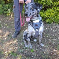 réservée COOKIE, chienne à adopter