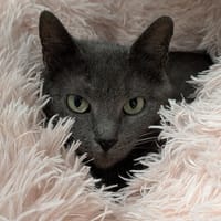 COMETE, chatte à adopter