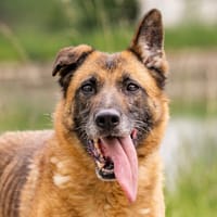 SORAYA, chienne à adopter