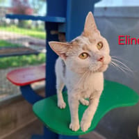 Eline, chatte à adopter
