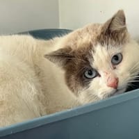 SPARROW QCT, chat à adopter
