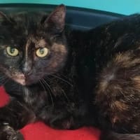 ISHA QCT, chatte à adopter