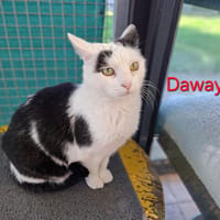 DAWAYTI, chat à adopter