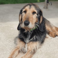POKER, chien à adopter
