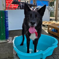 Baloo, chien à adopter