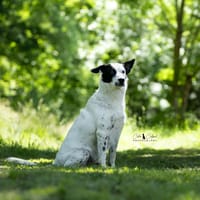 Pablo, chien à adopter