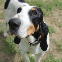 MAMA, chienne à adopter