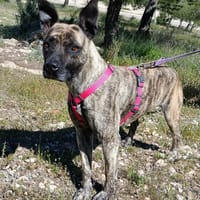 CHRISTIN (4 Patas Jumillas), chienne à adopter
