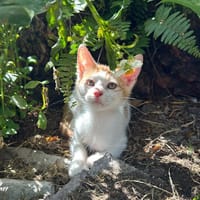MIEL, chaton créole mâle, chat à adopter
