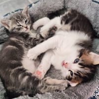 Kiara et Kion, chat à adopter