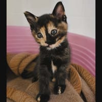 CRUELA, chatte à adopter