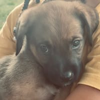ALOHA, CHIOT FEMELLE BERGER DES CANNES NON-LOF, chienne à adopter