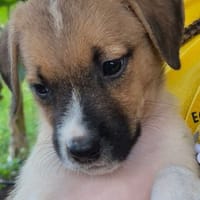 ALYA, CHIOT FEMELLE BERGER DES CANNES NON-LOF, chienne à adopter