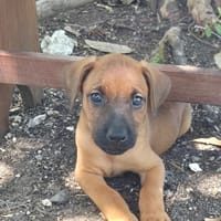 FYNN, chien à adopter
