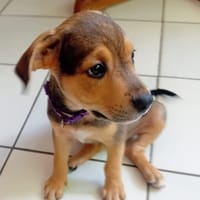 LUMA, chienne à adopter