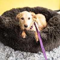 Berina unsere schüchterne Prinzessin..., Hündin zur Adoption