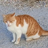 Roza wartet auf ihr Glück, Katze zur Adoption
