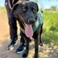 Balu (Ragnar) Großer Kuschelbär, Hund zur Adoption