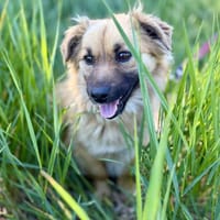 Tali -Kleiner Gentleman sucht sein Glück, Hund zur Adoption