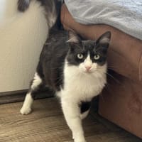 Forky möchte schmusen ❤, Kater zur Adoption