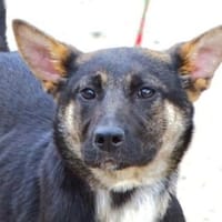 Knuffige RONA, Hündin zur Adoption