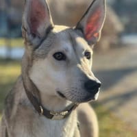 Romeo sucht seinen Menschen, Hund zur Adoption