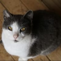 Kuschel-Kater Scrilly sucht Zuhause, Kater zur Adoption