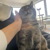 Einzelprinzessin Lili, Katze zur Adoption