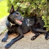 Frutti-Fröhliche Hündin, 1,5 Jahre alt,, Hündin zur Adoption