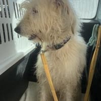Charly - ein großer Wuschelbär, Hündin zur Adoption