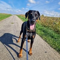 🐾 Akito sucht sein Für-immer-Zuhause 🐾, Hund zur Adoption