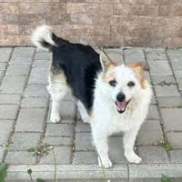 Alva, 5 Jahre alt, Hündin zur Adoption