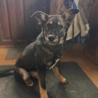 Wer verliebt sich in Cherry ?, Hündin zur Adoption
