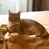 Freundlicher ime (Simon), Kater zur Adoption