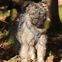 Terriermix Hündin 38 cm 8 mon., Hündin zur Adoption