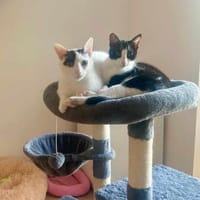 Penny und Pepe gemeinsam, Kater zur Adoption