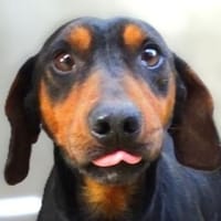 Kleiner Schatz JACK, Hund zur Adoption
