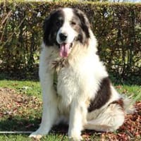Bruno unser sanfter Rieser, Hund zur Adoption