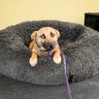 Anda unser Herzenshund..., Hündin zur Adoption
