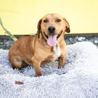 Victor sucht sein Glück ..., Hund zur Adoption