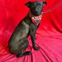 ängstl. Junghund sucht sicheres Zuhause, Hund zur Adoption