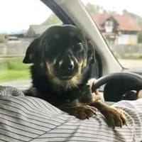 Schnattchen 34 cm (Pflegestelle), Hund zur Adoption