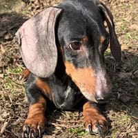 Django° in 65195 Wiesbaden, Hund zur Adoption