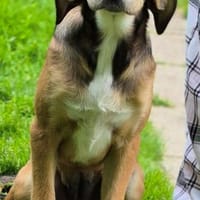 Lacta - mit wem darf ich losleben?, Hündin zur Adoption