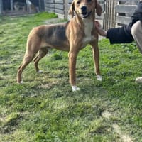 Anton 1/25 m Sucht sein Glück, Hund zur Adoption