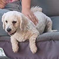 Candy° 41363 Jüchen, Hündin zur Adoption