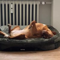 Nelly - von der Straße direkt ins Herz?, Hündin zur Adoption
